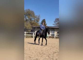 Duitse rijpony, Ruin, 4 Jaar, 149 cm, Zwart