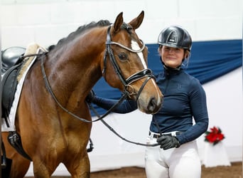 Duitse rijpony, Ruin, 4 Jaar, 150 cm, Bruin