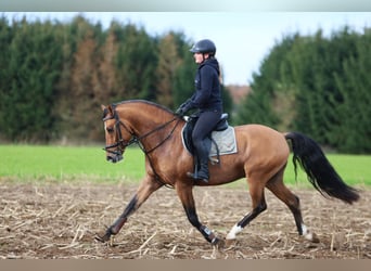 Duitse rijpony, Ruin, 4 Jaar, 150 cm, Falbe