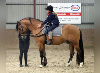 Duitse rijpony, Ruin, 4 Jaar, 150 cm, Falbe