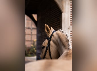 Duitse rijpony, Ruin, 4 Jaar, 150 cm, Palomino