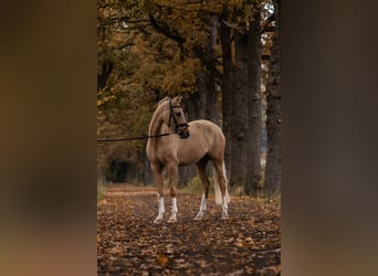 Duitse rijpony, Ruin, 4 Jaar, 150 cm, Palomino