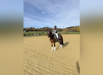 Duitse rijpony, Ruin, 4 Jaar, 151 cm, Bruin