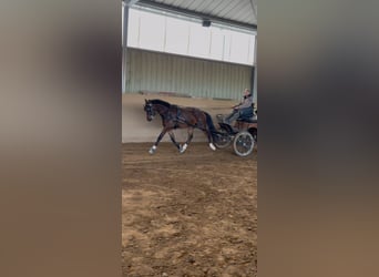 Duitse rijpony, Ruin, 4 Jaar, 151 cm, Bruin