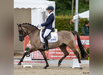 Duitse rijpony, Ruin, 4 Jaar, 151 cm, Falbe