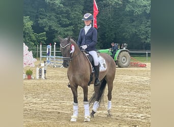 Duitse rijpony, Ruin, 4 Jaar, 151 cm, Falbe