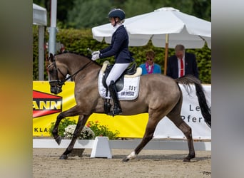 Duitse rijpony, Ruin, 4 Jaar, 151 cm, Falbe