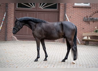 Duitse rijpony, Ruin, 4 Jaar, 151 cm, Zwart