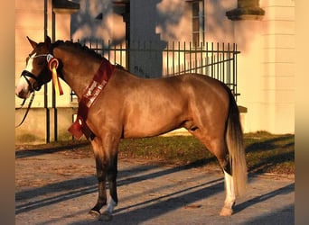 Duitse rijpony, Ruin, 4 Jaar, 152 cm, Bruin