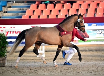 Duitse rijpony, Ruin, 4 Jaar, 152 cm, Bruin