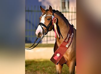 Duitse rijpony, Ruin, 4 Jaar, 152 cm, Bruin