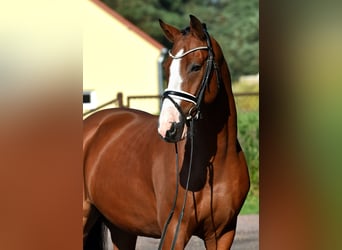 Duitse rijpony, Ruin, 4 Jaar, 152 cm, Bruin