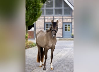 Duitse rijpony, Ruin, 4 Jaar, 152 cm, Falbe