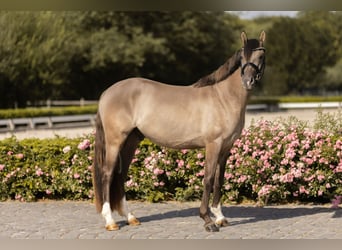 Duitse rijpony, Ruin, 4 Jaar, 152 cm, Falbe