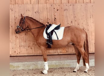 Duitse rijpony, Ruin, 4 Jaar, 152 cm, Vos