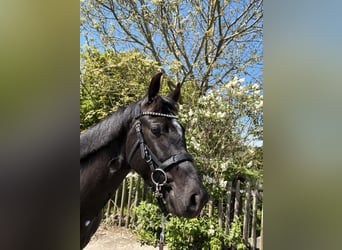 Duitse rijpony, Ruin, 4 Jaar, 152 cm, Zwart