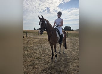 Duitse rijpony, Ruin, 4 Jaar, 153 cm, Bruin