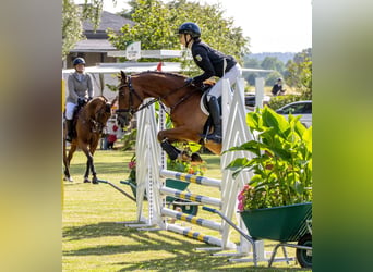 Duitse rijpony, Ruin, 4 Jaar, 153 cm, Bruin