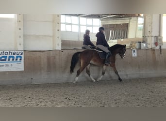Duitse rijpony, Ruin, 4 Jaar, 153 cm, Bruin