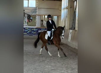 Duitse rijpony, Ruin, 4 Jaar, 153 cm, Bruin