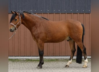 Duitse rijpony, Ruin, 4 Jaar, 153 cm, Bruin