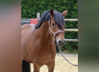 Duitse rijpony, Ruin, 4 Jaar, 153 cm, Bruin