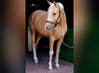 Duitse rijpony, Ruin, 4 Jaar, 153 cm, Palomino