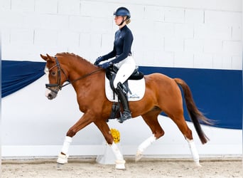 Duitse rijpony, Ruin, 4 Jaar, 153 cm, Vos