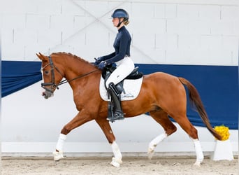 Duitse rijpony, Ruin, 4 Jaar, 153 cm, Vos