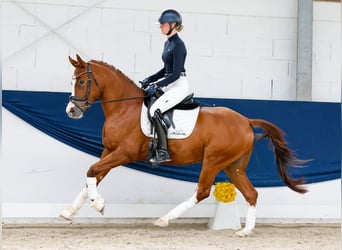 Duitse rijpony, Ruin, 4 Jaar, 153 cm, Vos
