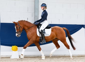 Duitse rijpony, Ruin, 4 Jaar, 153 cm, Vos