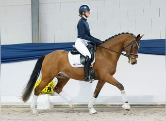 Duitse rijpony, Ruin, 4 Jaar, 154 cm, Bruin