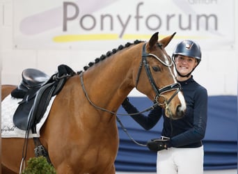 Duitse rijpony, Ruin, 4 Jaar, 154 cm, Bruin