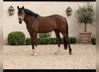 Duitse rijpony, Ruin, 4 Jaar, 154 cm, Bruin