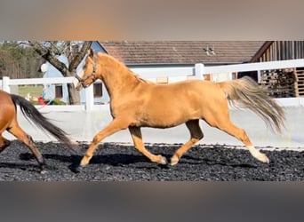 Duitse rijpony, Ruin, 4 Jaar, 154 cm, Palomino