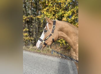 Duitse rijpony, Ruin, 4 Jaar, 154 cm, Palomino