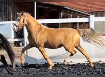 Duitse rijpony, Ruin, 4 Jaar, 154 cm, Palomino