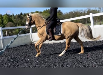 Duitse rijpony, Ruin, 4 Jaar, 154 cm, Palomino