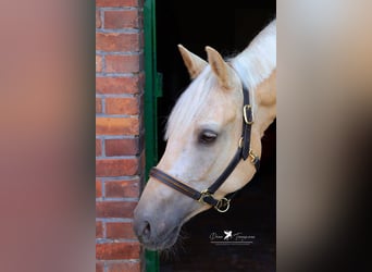 Duitse rijpony, Ruin, 4 Jaar, 155 cm, Palomino