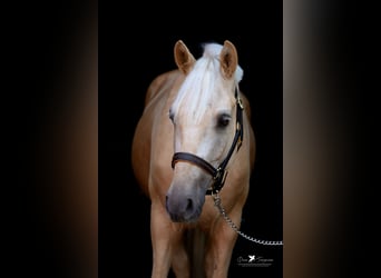 Duitse rijpony, Ruin, 4 Jaar, 155 cm, Palomino