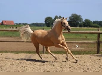 Duitse rijpony, Ruin, 4 Jaar, 155 cm, Palomino