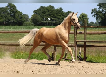 Duitse rijpony, Ruin, 4 Jaar, 155 cm, Palomino