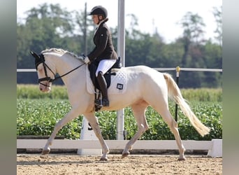 Duitse rijpony, Ruin, 4 Jaar, 155 cm, Schimmel
