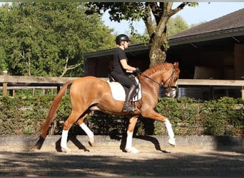 Duitse rijpony, Ruin, 4 Jaar, 155 cm, Vos