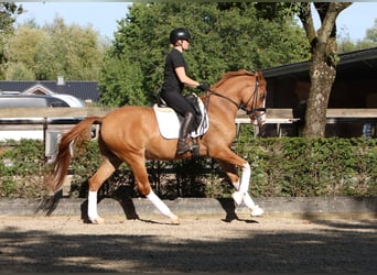 Duitse rijpony, Ruin, 4 Jaar, 155 cm, Vos