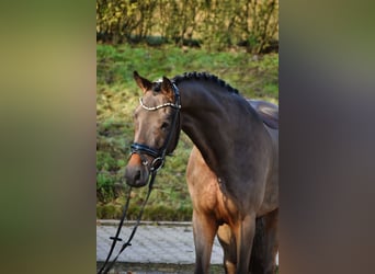 Duitse rijpony, Ruin, 4 Jaar, 156 cm, Bruin