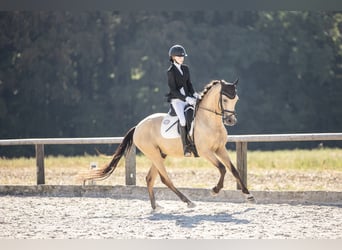 Duitse rijpony, Ruin, 4 Jaar, 156 cm, Buckskin