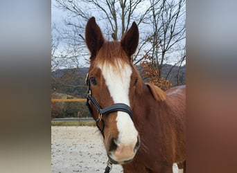 Duitse rijpony, Ruin, 4 Jaar, 158 cm, Donkere-vos