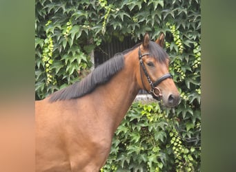 Duitse rijpony, Ruin, 4 Jaar, 160 cm, Bruin