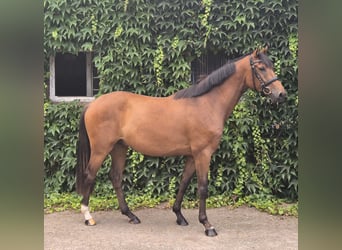Duitse rijpony, Ruin, 4 Jaar, 160 cm, Bruin